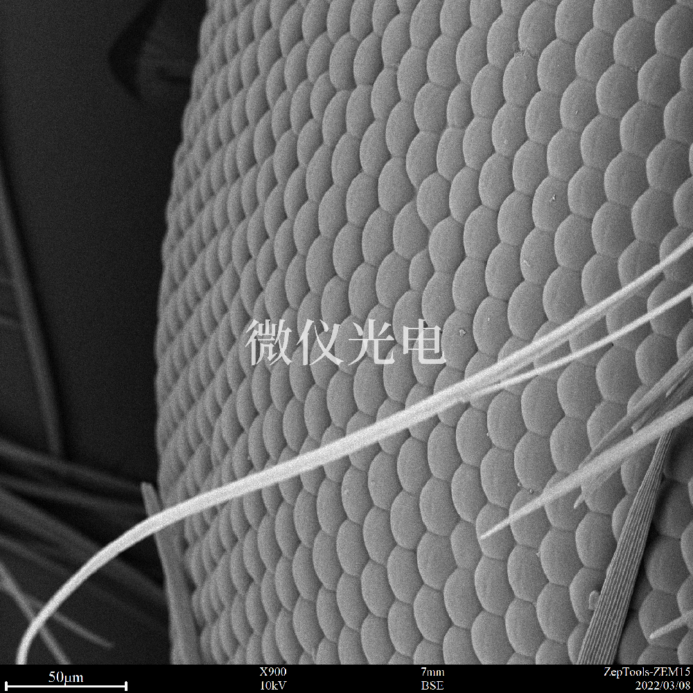 掃描電鏡多少錢？有什么用？  　