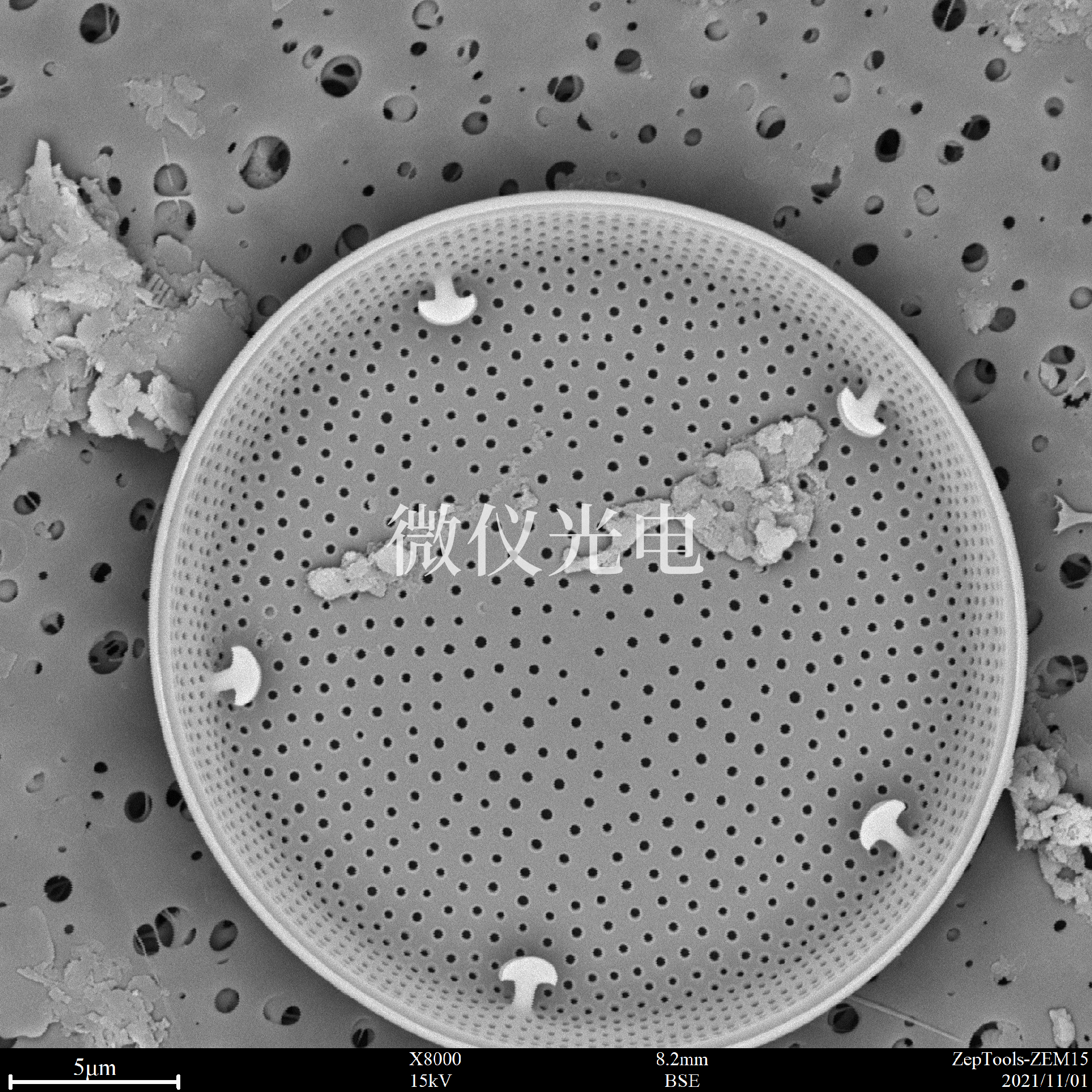 1664158247184554.png 掃描電鏡下的硅藻.png